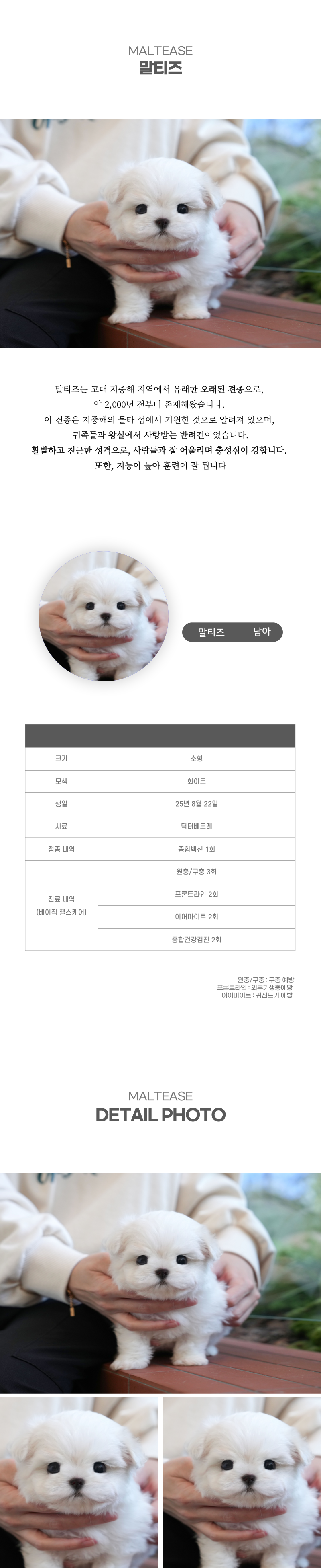 말티즈_상세이미지_2